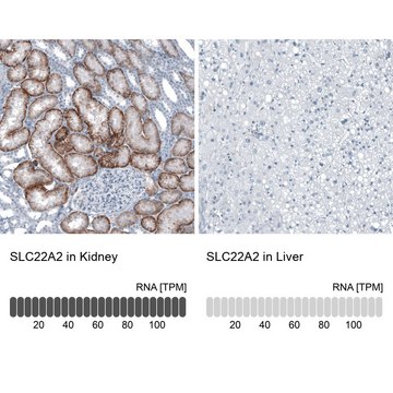 Anti-SLC22A2 antibody produced in rabbit Prestige Antibodies&#174; Powered by Atlas Antibodies, affinity isolated antibody, buffered aqueous glycerol solution