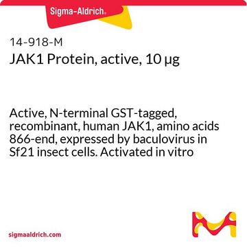 JAK1 Protein, active, 10 &#181;g Active, N-terminal GST-tagged, recombinant, human JAK1, amino acids 866-end, expressed by baculovirus in Sf21 insect cells. Activated in vitro by auto-phosphorylation. For use in Kinase Assays.