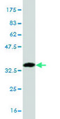 Monoclonal Anti-FOXC2, (C-terminal) antibody produced in mouse clone 4B3, purified immunoglobulin, buffered aqueous solution