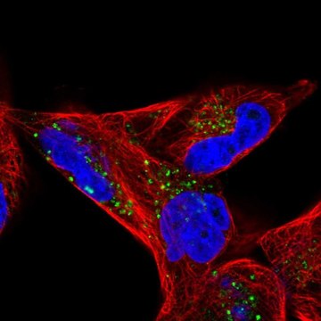 Anti-CD82 antibody produced in rabbit Prestige Antibodies&#174; Powered by Atlas Antibodies, affinity isolated antibody