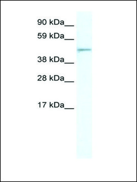 Anti-FOXI1 (AB2) antibody produced in rabbit IgG fraction of antiserum