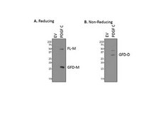 Anti-PDGF-C (GFD) from rabbit