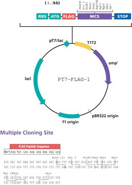 pT7-FLAG&#8482;-1 Expression Vector