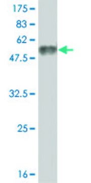 Monoclonal Anti-NFE2L2 antibody produced in mouse clone 4C3, purified immunoglobulin, buffered aqueous solution