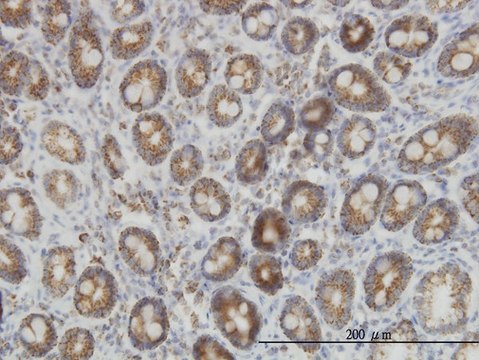 Monoclonal Anti-IDH2 antibody produced in mouse clone 5F11, purified immunoglobulin, buffered aqueous solution