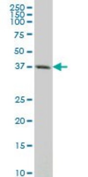 Monoclonal Anti-CXCR4 antibody produced in mouse clone 1F8, ascites fluid