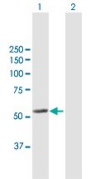 Anti-LAP3 antibody produced in mouse purified immunoglobulin, buffered aqueous solution