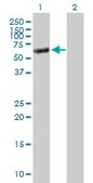 Anti-TNS4 antibody produced in mouse purified immunoglobulin, buffered aqueous solution