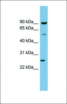 Anti-VAMP7, (N-terminal) antibody produced in rabbit affinity isolated antibody