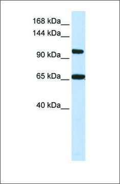 Anti-THRAP3 antibody produced in rabbit affinity isolated antibody