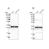 Anti-MRPL45 antibody produced in rabbit Prestige Antibodies® Powered by Atlas Antibodies, affinity isolated antibody, buffered aqueous glycerol solution, Ab1