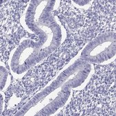 Anti-BSPH1 Prestige Antibodies® Powered by Atlas Antibodies, affinity isolated antibody