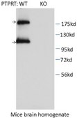 Anti-PTPRT Antibody, clone 1F7 clone 1F7, from mouse