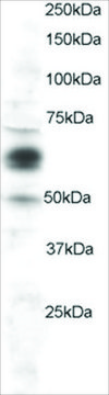 Anti-COX1/PTGS1 antibody produced in goat affinity isolated antibody, buffered aqueous solution