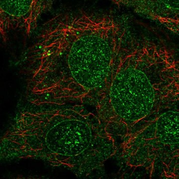 Anti-CYP2B6 antibody produced in rabbit Prestige Antibodies&#174; Powered by Atlas Antibodies, affinity isolated antibody