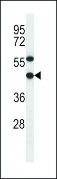 ANTI-EBNA1BP2(C-TERMINAL) antibody produced in rabbit affinity isolated antibody, buffered aqueous solution