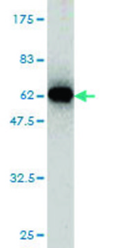 Monoclonal Anti-IMPA1 antibody produced in mouse clone 1E6-F11, purified immunoglobulin, buffered aqueous solution