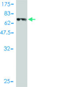 Monoclonal Anti-REN antibody produced in mouse clone 2H2, purified immunoglobulin, buffered aqueous solution