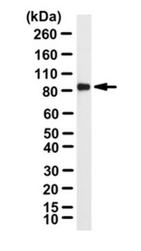 Anti-MCM7 Antibody from rabbit