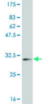 Monoclonal Anti-POLD4 antibody produced in mouse clone 2B11, ascites fluid