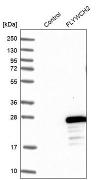 Anti-FLYWCH2 antibody produced in rabbit Prestige Antibodies&#174; Powered by Atlas Antibodies, affinity isolated antibody, buffered aqueous glycerol solution