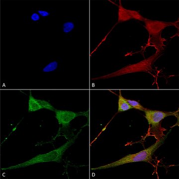 Monoclonal Anti-Qki (Pan) antibody produced in mouse clone S147-6, purified immunoglobulin