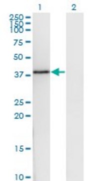 Monoclonal Anti-DNAJB6 antibody produced in mouse clone 1A5, purified immunoglobulin, buffered aqueous solution