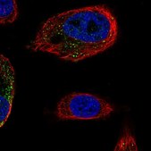 Anti-KIF5C antibody produced in rabbit Prestige Antibodies® Powered by Atlas Antibodies, affinity isolated antibody