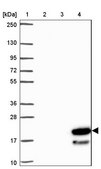 Anti-ZNF813 antibody produced in rabbit Prestige Antibodies® Powered by Atlas Antibodies, affinity isolated antibody, buffered aqueous glycerol solution