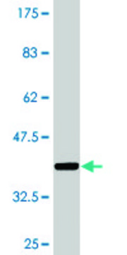 Monoclonal Anti-LRP8 antibody produced in mouse clone 1A1, purified immunoglobulin, buffered aqueous solution