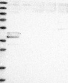 Anti-F2RL3 antibody produced in rabbit Prestige Antibodies® Powered by Atlas Antibodies, affinity isolated antibody, buffered aqueous glycerol solution