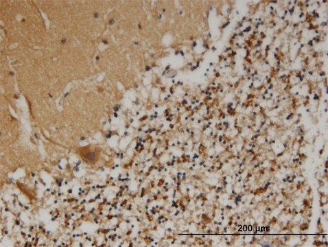 Monoclonal Anti-PCSK1N, (C-terminal) antibody produced in mouse clone 1E9, purified immunoglobulin, buffered aqueous solution