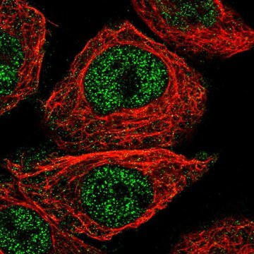 Anti-CFAP20 antibody produced in rabbit Prestige Antibodies&#174; Powered by Atlas Antibodies, affinity isolated antibody, buffered aqueous glycerol solution