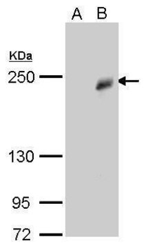 Monoclonal Anti-TET3 antibody produced in mouse clone GT859, affinity isolated antibody