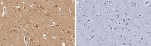 Anti-TAK1 Antibody, clone 1N14 ZooMAb® Rabbit Monoclonal recombinant, expressed in HEK 293 cells