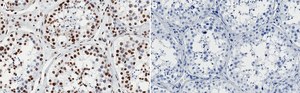Anti-SMARCA2 Antibody, clone 3E14 ZooMAb® Rabbit Monoclonal recombinant, expressed in HEK 293 cells
