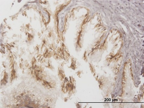 Monoclonal Anti-ABCC4 antibody produced in mouse clone 1B2, purified immunoglobulin, buffered aqueous solution