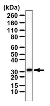 Anti-CH25H Antibody from rabbit, purified by affinity chromatography