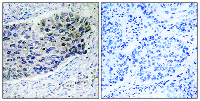 Anti-PC antibody produced in rabbit affinity isolated antibody