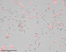 Human Microglia Human iPSC line, Fully differentiated, Healthy Male Control (no known neurological disorders), Cryopreserved