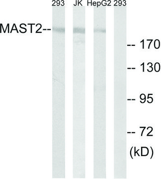 Anti-MAST2 antibody produced in rabbit affinity isolated antibody