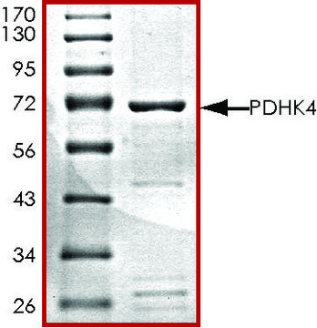 PDHK4, active, GST tagged human PRECISIO&#174; Kinase, recombinant, expressed in baculovirus infected Sf9 cells, &#8805;70% (SDS-PAGE), buffered aqueous glycerol solution