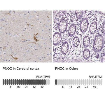 Anti-PNOC antibody produced in rabbit Prestige Antibodies&#174; Powered by Atlas Antibodies, affinity isolated antibody