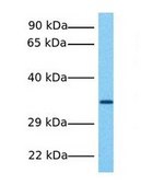 Anti-ANXA4 antibody produced in rabbit IgG fraction of antiserum