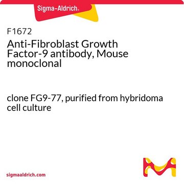 Anti-Fibroblast Growth Factor-9 antibody, Mouse monoclonal clone FG9-77, purified from hybridoma cell culture