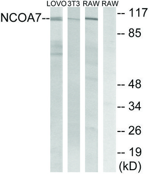 Anti-NCOA7 antibody produced in rabbit affinity isolated antibody