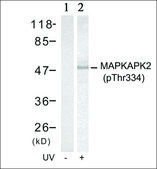 Anti-phospho-MAPKAPK2 (pThr334) antibody produced in rabbit affinity isolated antibody