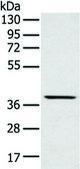 Anti-MAFA affinity isolated antibody
