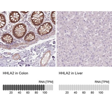 抗 HHLA2 兔抗 Prestige Antibodies&#174; Powered by Atlas Antibodies, affinity isolated antibody, buffered aqueous glycerol solution