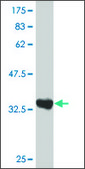 ANTI-ZIC3 antibody produced in mouse clone 3C6, purified immunoglobulin, buffered aqueous solution